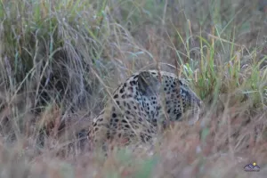 Leoparden-Männchen im ersten Tageslicht