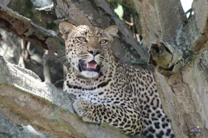 Die Leopardin ist wachsam, als wir uns nähern