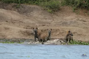 Drei Hyähnen bei einem Hippo-Kadaver