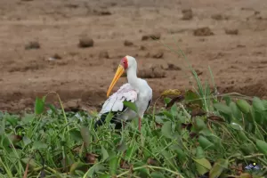 Gelbschnabelstorch (Yellow billed stork)