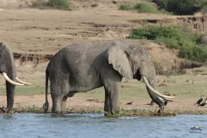 Elefanten am Flussufer