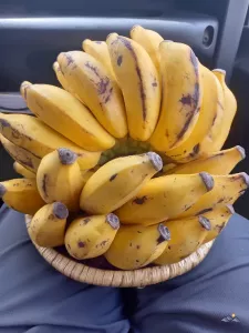 Bananen mitsamt dem Körbchen - unser letzter Einkauf in Burundi