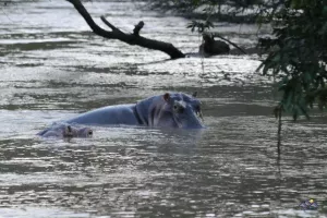 Hippos im Fluss