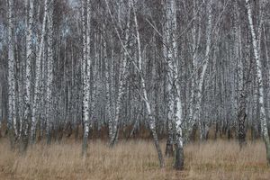 Sibirien im Herbst