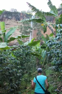 Wanderung durch Bananenplantagen
