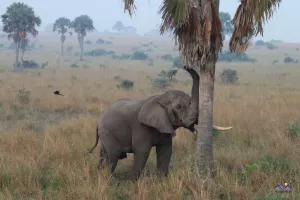 Der Elefantenbulle rüttelt an der Palme, leider fällt keine Frucht hinunter