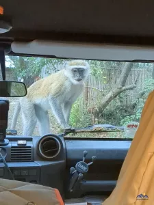 Ein Vervet-Monkey inspiziert unser Auto