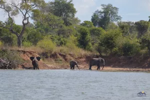 Elefanten kommen zum Trinken an den Fluss
