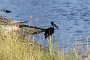 African Openbill mit einer Muschel im Schnabel