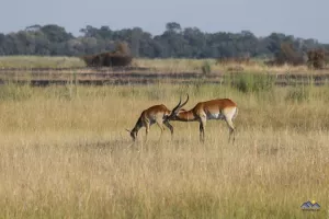 Lechwe Antilope