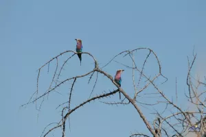 Lilac-breasted roller (Grünscheitelracke)