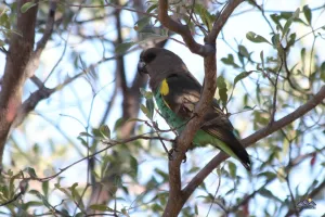 Meyer’s Parrots (Goldbugpapagei)