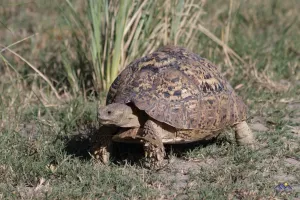 Pantherschildkröte