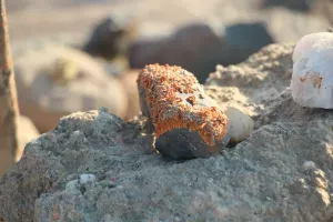 Diese unscheinbaren Flechten lassen den Sand in unterschiedlichen Farben leuchten