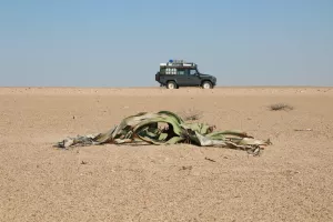 Welwitschia Mirabilis