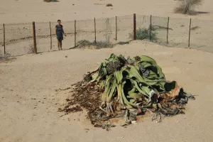 Diese Welwitschia wird auf ein Alter von 1.500 Jahren geschätzt