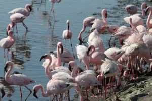 Flamingos in der Walvis Bay