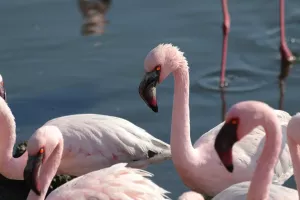 Flamingos in der Walvis Bay