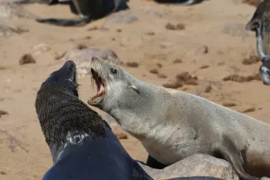 Jeder Platz wird aggressiv verteidigt ...