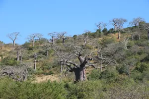 Noch viel mehr Baobab-Bäume