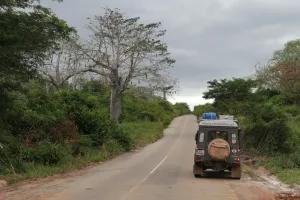 Riesige Baobab an der Straße nach Muxima