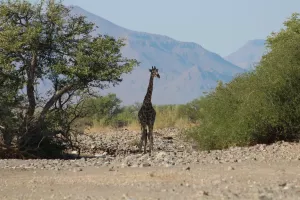 Die erste Giraffe im Khumib