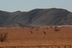 Zwei Giraffen ziehen über den roten Sand