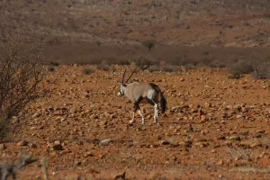 Oryx-Antilope