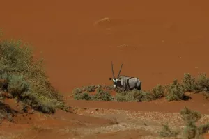 Ein Oryx taucht zwischen den Dünen auf