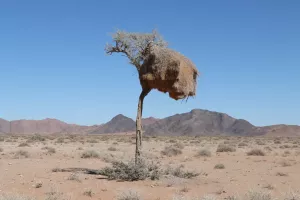 Ein Webervogel-Nest