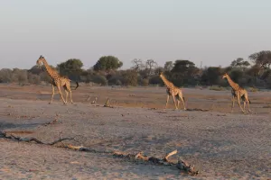 DIe Giraffen wandern vom Wasserloch zurück in den Busch