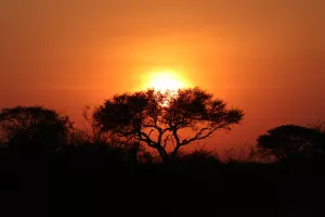 Sonnenaufgang über dem afrikanischen Busch