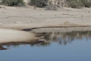 Die Krokodile wärmen sich am Ufer auf 