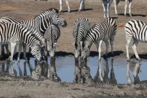 Zebras am Wasserloch