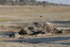 Black backed jackal (Schakal) auf einem Elefanten-Kadaver