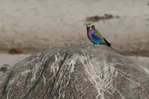 Lilac breasted roller (Gabelracke)