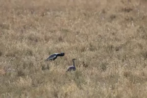 Northern Black Korhaan