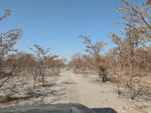 Piste durch den Mopane-Wald