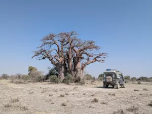 Green's Baobab