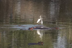 Hippos mit zwei Reihern (Great Egret, Grey Heron)