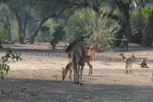 Eland, Impala, Wasserbock und Pavian