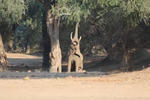 Elefant streckt sich, um an die Früchte des Baums heran zu kommen