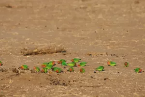 Erdebeerköpfchen (Lilian's Lovebird)