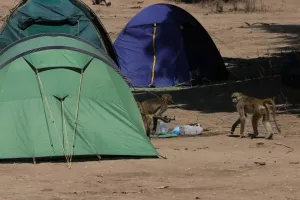 Paviane auf dem Campingplatz