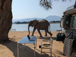 Elefanten am Campingplatz