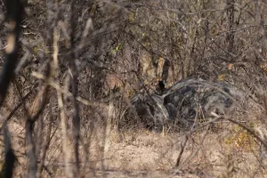 Unser erstes (White) Rhino! 