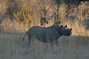 Ein Black Rhino