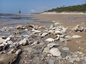 Noch mehr Muscheln