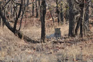 Leopard verschläft den Tag im Schatten 