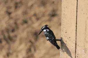 Eisvogel